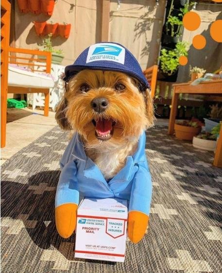 CANINE FANCY PET POST DRESS