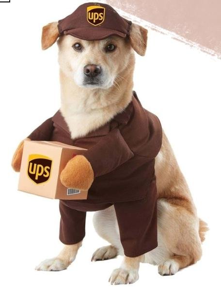 CANINE FANCY PET UPS DRESS