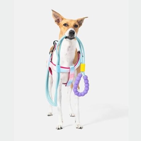 BASIL 3 IN 1 HANDS FREE LEASH (5FEET)